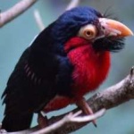 image of bearded_barbet #22