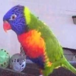 image of bird