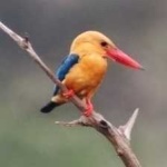 image of bird