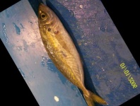 image of fish
