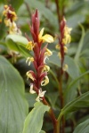 image of flower