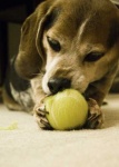 image of tennis_ball