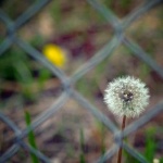 image of chainlink_fence