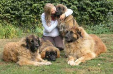 image of leonberg
