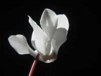 image of flower