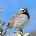 image of bird