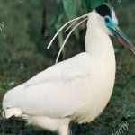 image of bird
