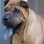 image of shar_pei #11