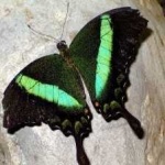 image of banded_butterfly #63