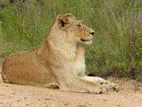 image of animal