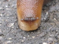 image of slug