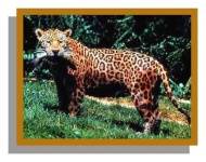 image of jaguar_car