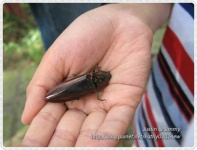 image of rhinoceros_beetle