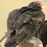image of bird