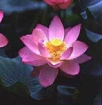image of lotus