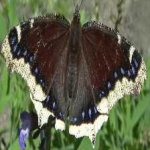 image of animal