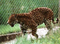 image of jaguar_car