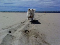 image of west_highland_white_terrier