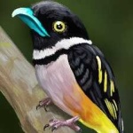 image of bird