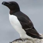 image of bird