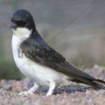 image of bird