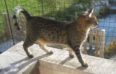 image of egyptian_mau #2