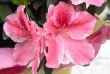 image of azalea #0