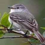 image of bird