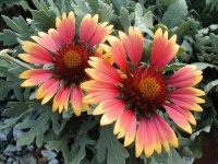 image of flower