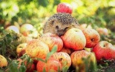 image of hedgehog