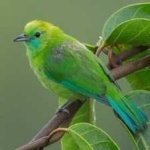 image of bird