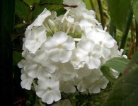 image of flower