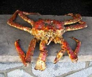 image of king_crab #29