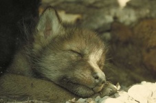 image of animal