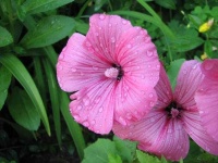 image of flower