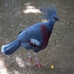 image of victoria_crowned_pigeon #31