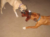 image of american_staffordshire_terrier