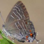 image of animal