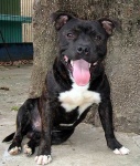 image of staffordshire_bullterrier