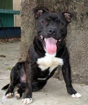 image of staffordshire_bullterrier #7