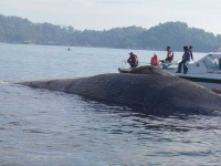 image of grey_whale