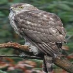 image of bird