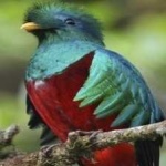 image of bird