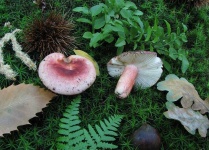 image of mushrooms