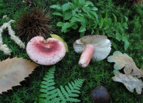 image of russula #8