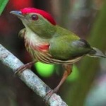 image of bird