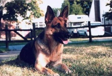 image of german_shepherd