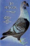 image of pigeon #12