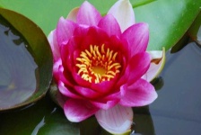 image of flower