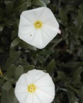 image of flower